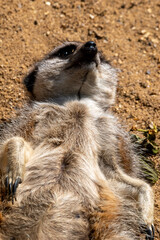 Meerkats in captivity at the zoo
