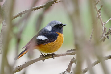 ジョウビタキのオスを東京赤坂の東京ミッドタウンで観察する