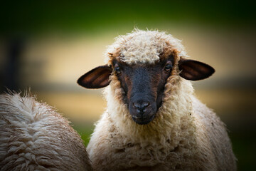  Sheep on field (lat. Ovis aries)
