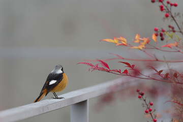南天の赤い葉とオレンジ色のジョウビタキのオス