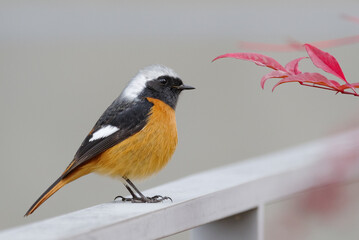 南天の赤い葉とオレンジ色のジョウビタキのオス