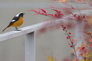 南天の赤い葉とオレンジ色のジョウビタキのオス