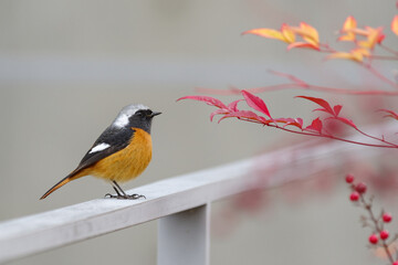 南天の赤い葉とオレンジ色のジョウビタキのオス