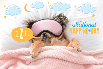 Cute dog with sleep mask in bed. National Napping Day