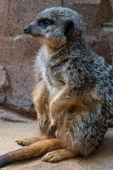 Meerkats in captivity at the zoo