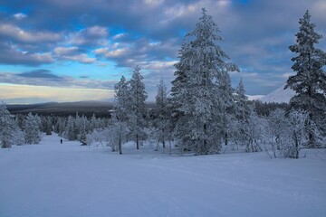 Endless landscape with forests in Finish Lapland close to the ski resort of Ylläs during dusk