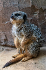 Meerkats in captivity at the zoo
