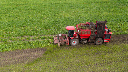 Combine harvester harvests sugar beet on the field. Aerial view	