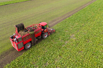 Combine harvester harvests sugar beet on the field. Aerial view	