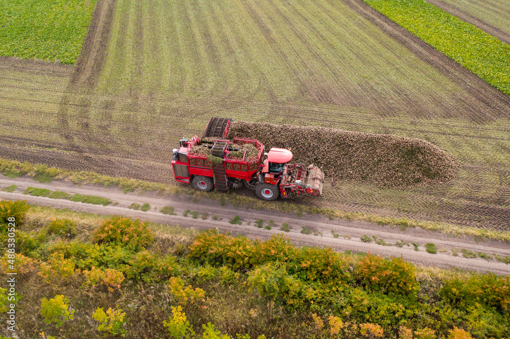 Poster combine harvester pours the harvest of sugar beet into a heap on the field. aerial view
