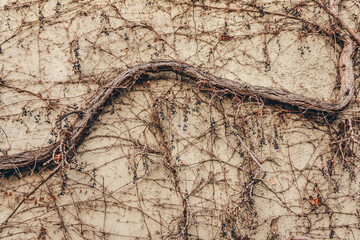 a tree with climbing plant in front of a wall