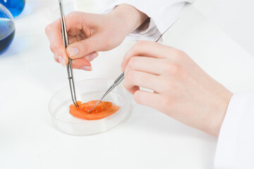 Microbiologist researching sample in petri dish.