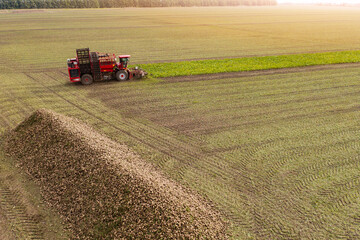 Fototapeta premium Combine harvester harvests sugar beet on the field. Aerial view 