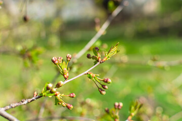 Cherry buds in a green garden. Spring background banner.