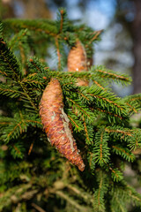 Fichtenzapfen mit Harz in einem Nadelbaum