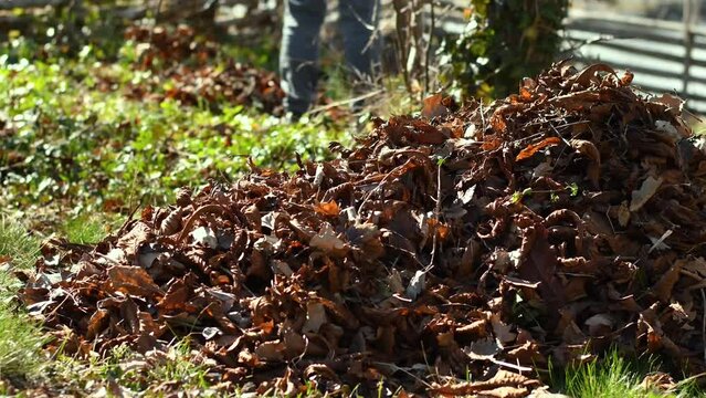 Tranquil day outdoors with pile of leaves in the garden on a sunny day. In the background, a person is raking leaves. Footage made in Sweden.