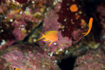 カラフル　キシマハナダイ 伊豆　ダイビング