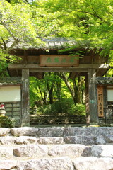 日本の春の美しい風景　高源寺の惣門と新緑の楓(兵庫県丹波市)