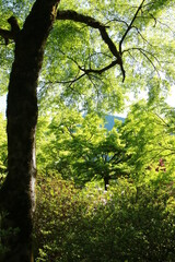 日本の春の美しい風景　高源寺の新緑の楓(兵庫県丹波市)