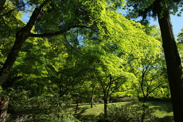 日本の春の美しい風景　高源寺の新緑の楓(兵庫県丹波市)