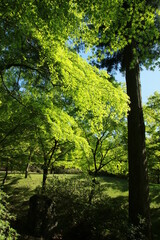 日本の春の美しい風景　高源寺の新緑の楓(兵庫県丹波市)
