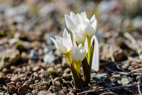 Colchicum szovitsii is a species of flowering plant in the family Colchicaceae, native from eastern Bulgaria to northwestern Jordan and Iran