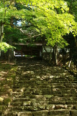 日本の春の美しい風景　高源寺の新緑の楓(兵庫県丹波市)