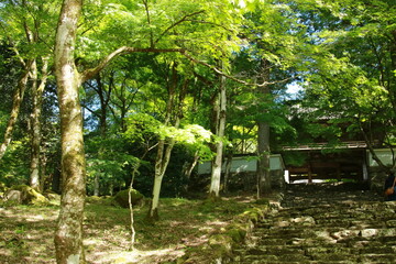 日本の春の美しい風景　高源寺の新緑の楓(兵庫県丹波市)