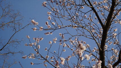 The cherry blossoms in the fine dust.