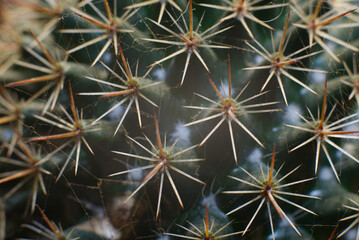 Cactus pins close-up view