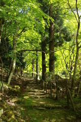 日本の春の美しい風景　高源寺の新緑の楓(兵庫県丹波市)