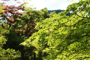 日本の春の美しい風景　高源寺の新緑の楓(兵庫県丹波市)