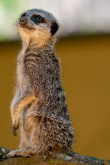 Meerkats in captivity at the zoo