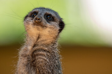 Meerkats in captivity at the zoo
