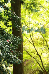 日本の春の美しい風景　高源寺の新緑の楓と椿(兵庫県丹波市)