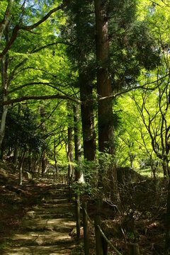 日本の春の美しい風景 高源寺の新緑の楓(兵庫県丹波市) © Hiro
