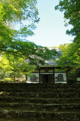 日本の春の美しい風景　高源寺の新緑の楓(兵庫県丹波市)
