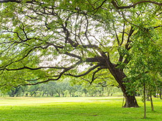 big tree in a beautiful park on the green grass