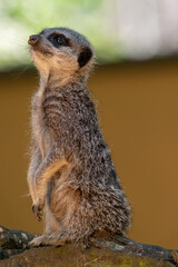 Meerkats in captivity at the zoo
