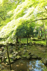 日本の春の美しい風景　高源寺の新緑の楓(兵庫県丹波市)