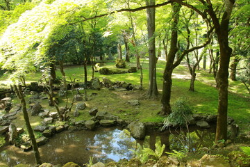 日本の春の美しい風景　高源寺の新緑の楓(兵庫県丹波市)