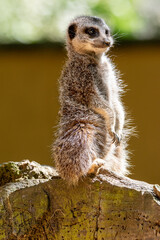 Meerkats in captivity at the zoo