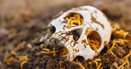 Maggots crawling on dead skull closeup photo