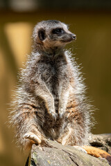 Meerkats in captivity at the zoo