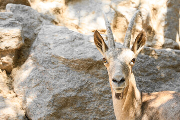 Wild goat in zoological garden