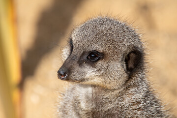 Meerkats in captivity at the zoo