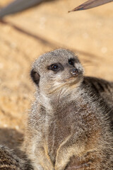 Meerkats in captivity at the zoo