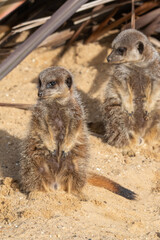 Meerkats in captivity at the zoo