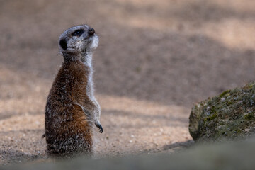Meerkats in captivity at the zoo