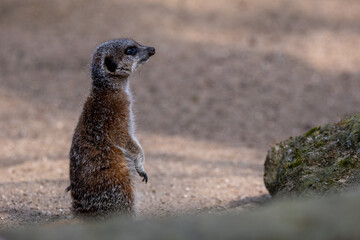 Meerkats in captivity at the zoo